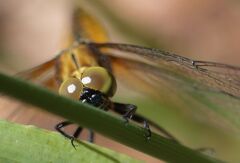 仮面ライダー？