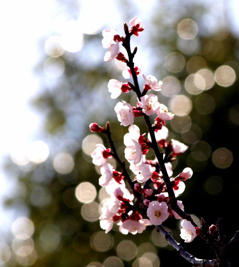 桜１