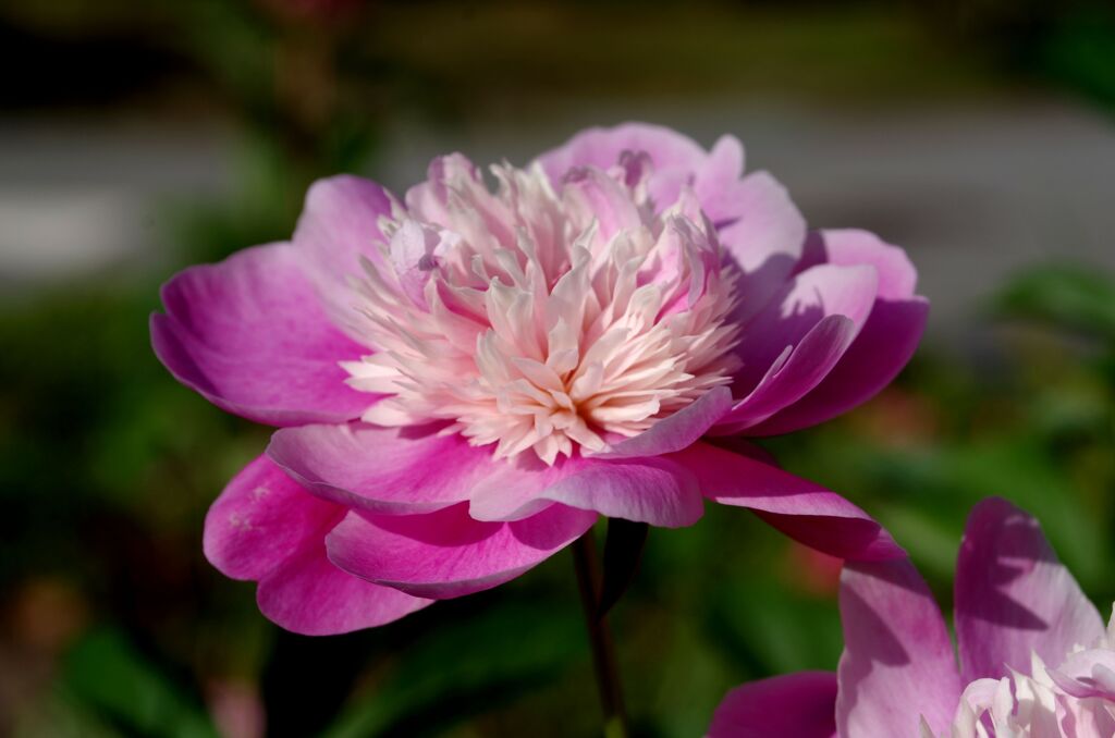 芍薬満開４