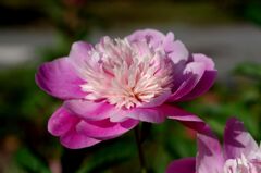 芍薬満開４