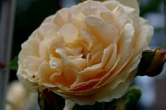 薔薇５