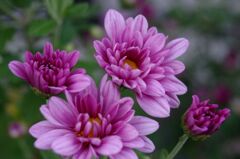 スプレーマム２