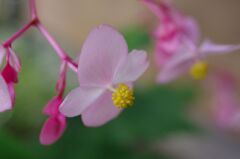 シュウカイドウ