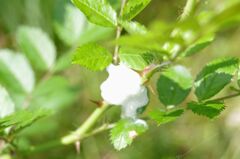 何が出て来るんだろう