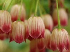 サラサドウダンツツジ