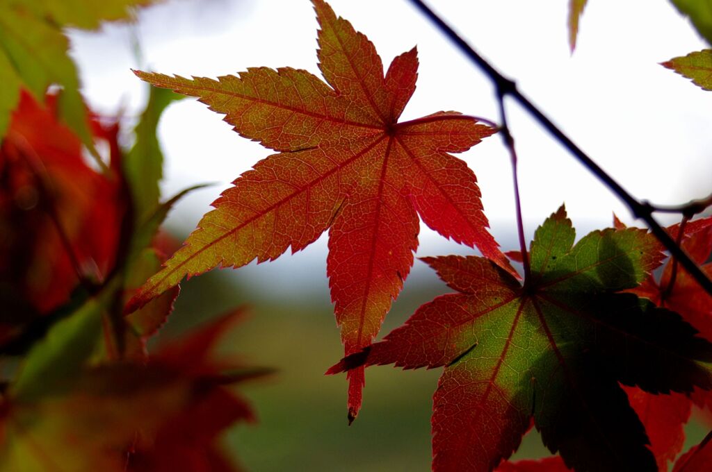 紅葉真盛り１