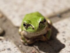 梅雨はまだなの？