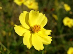 カラフルなコスモス達１