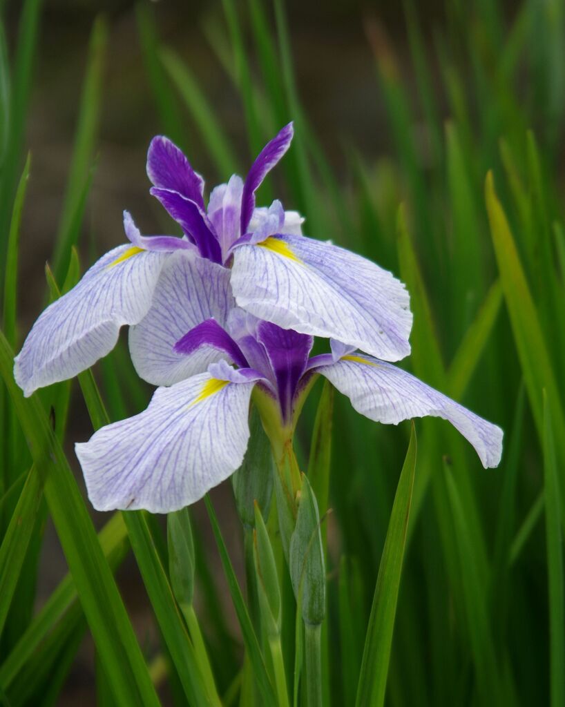 花菖蒲４