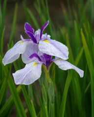 花菖蒲４