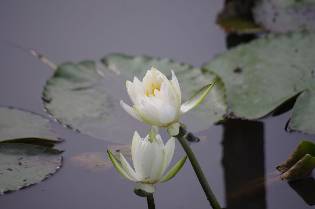 蓮の花