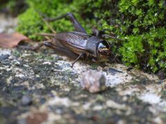 エンマコオロギ