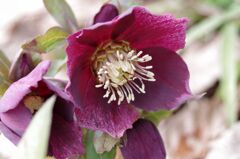 クリスマスローズ１