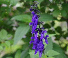 ブルーサルビア