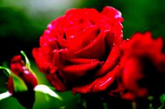 濡れる薔薇