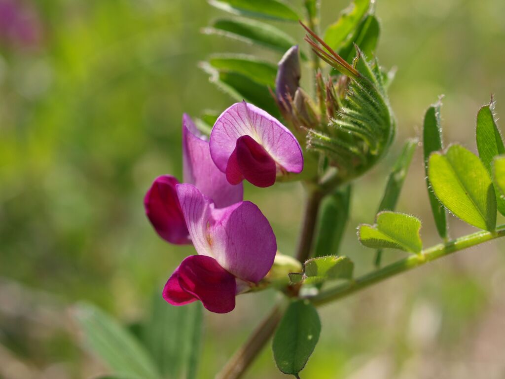 カラスノエンドウ