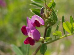 カラスノエンドウ