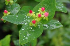 キンシバイの実と水滴