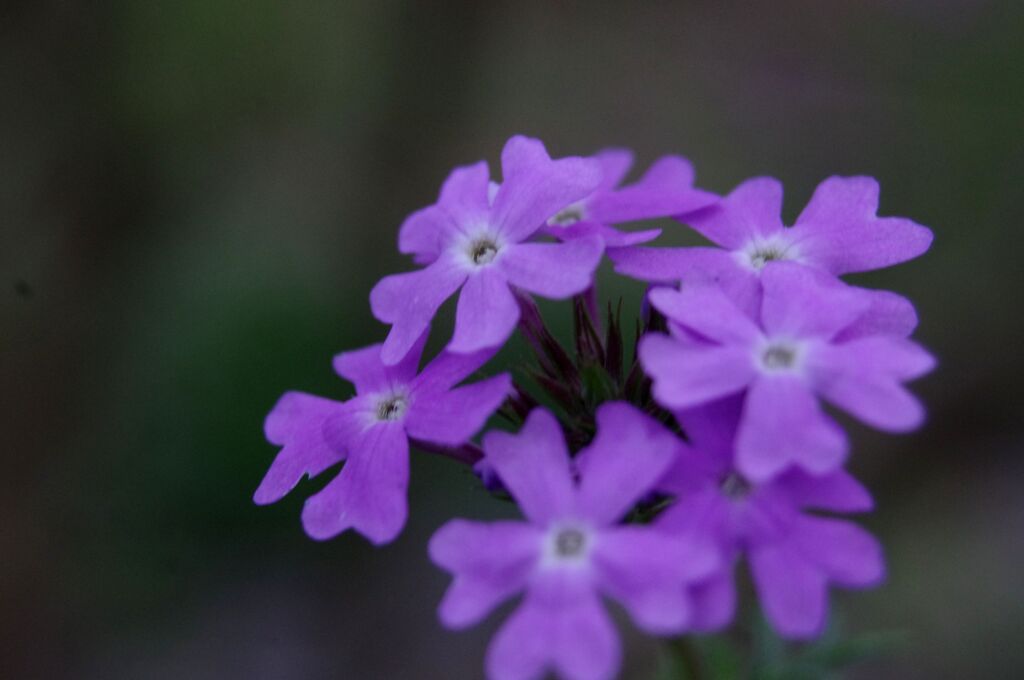 秋を彩る花達５