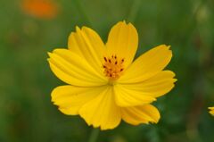 コスモス２