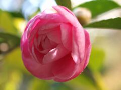 庭のさざんか２