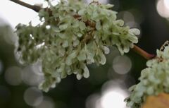 イタドリの翼果