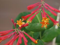 ハニーサックル