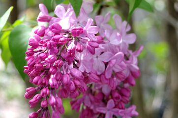 ライラック２