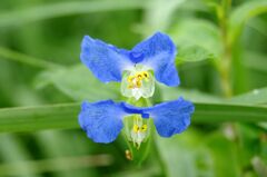 雨上がりの露草