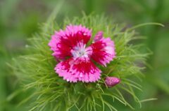 雨に濡れる撫子２