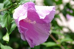 雨に濡れる芙蓉
