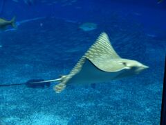 沖縄美ら海水族館にて２