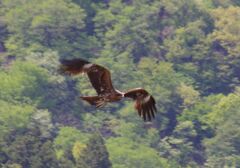 見つけたるでぇー