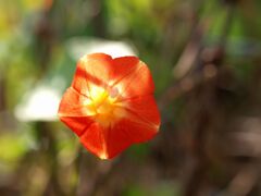 マルバルコウソウ