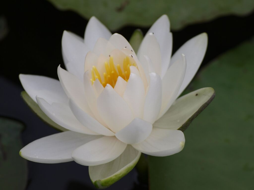 水連１