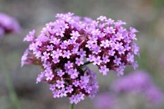 ヤナギハナガサ