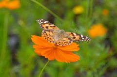 コスモスと蝶１