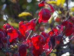 ハナミズキの紅葉