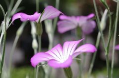 ムギナデシコ１