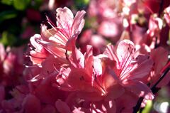 光を浴びるツツジ