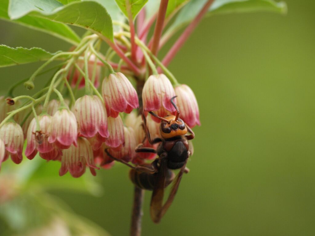 乙女チックな蜂