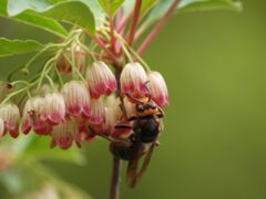 乙女チックな蜂