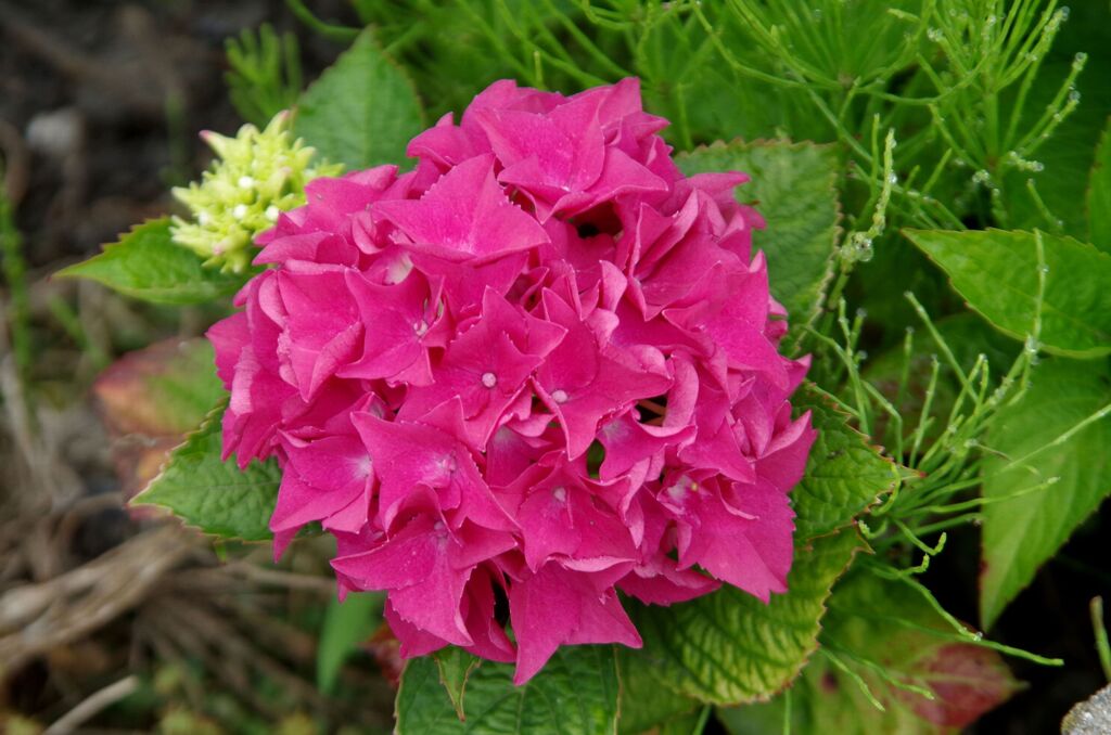紫陽花３