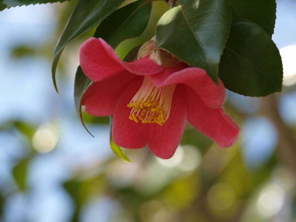 控えめな美しさ