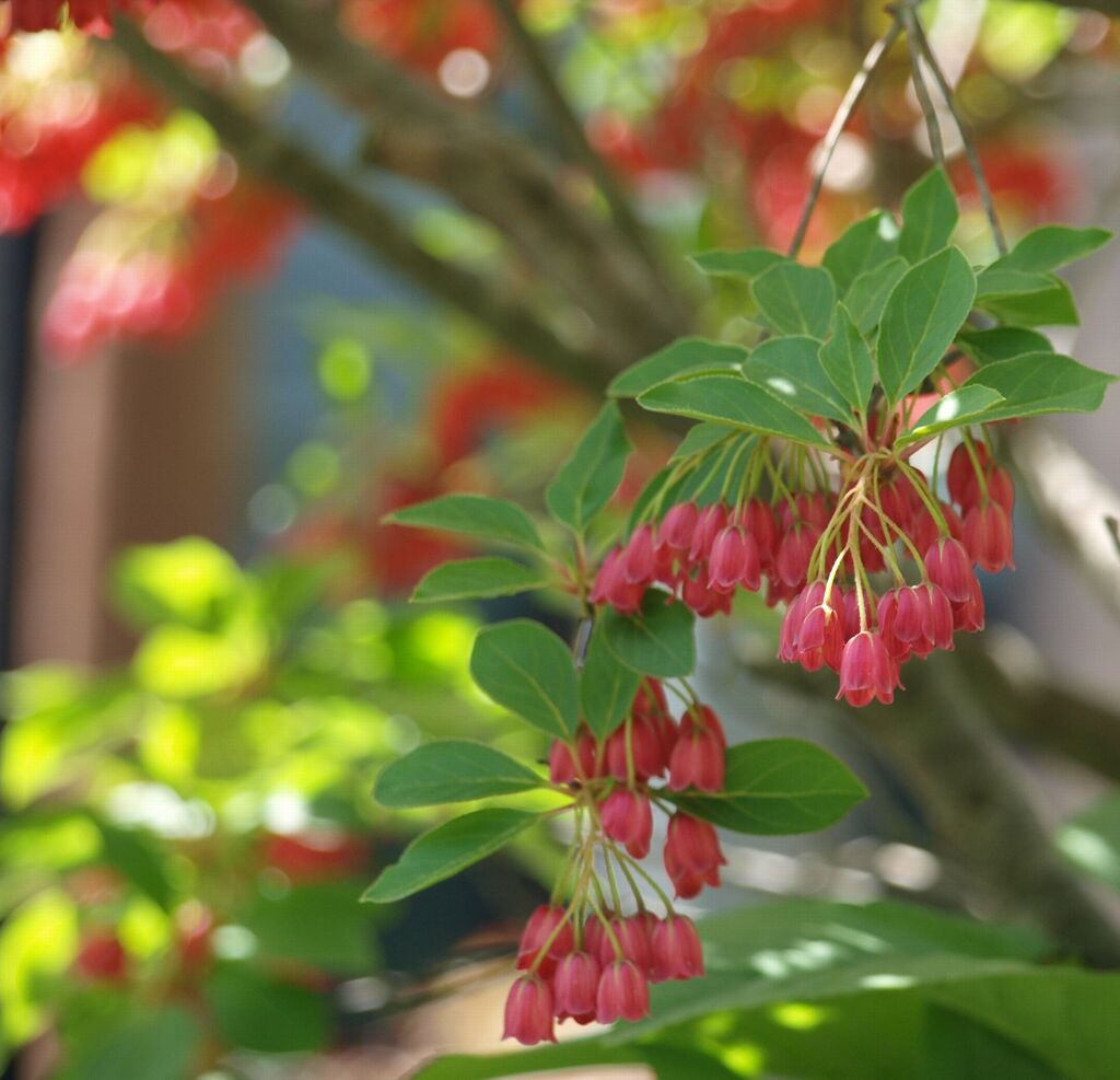 ベニサラサドウダン（明るい未来へ）