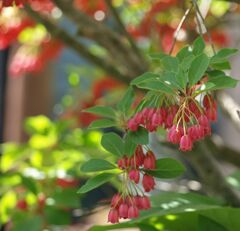 ベニサラサドウダン（明るい未来へ）