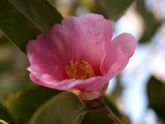 庭の椿２