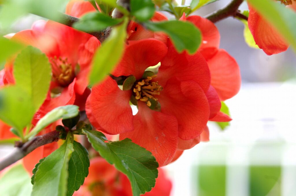 ボケの花