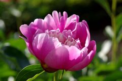 芍薬満開３