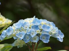 ガクアジサイ１